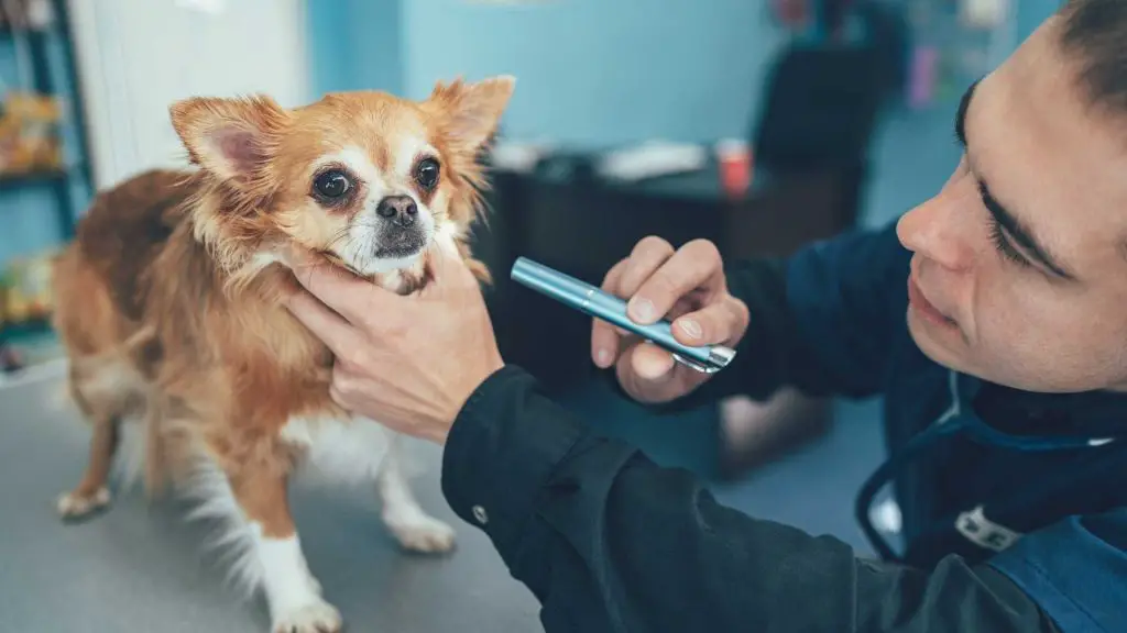 Routine checkup with the veterinarian