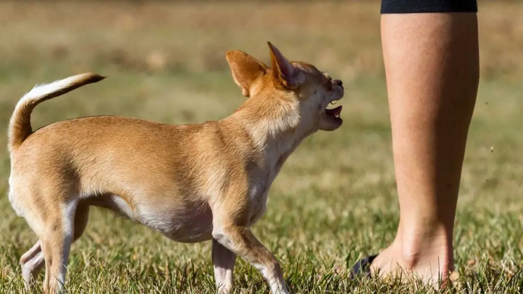 chihuahua with a dog walker