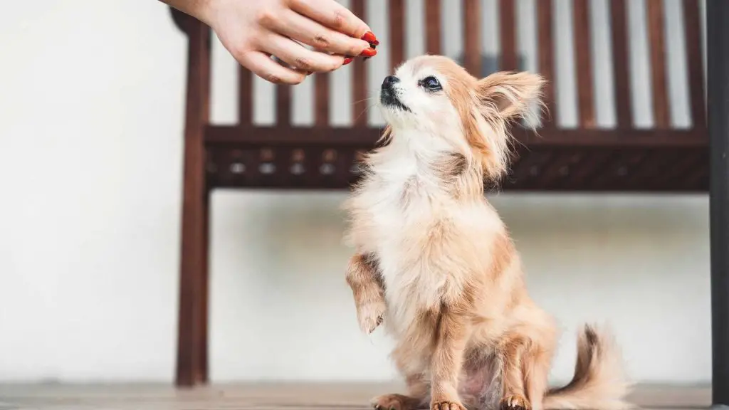 Give Your Chihuahua Positive Reinforcement