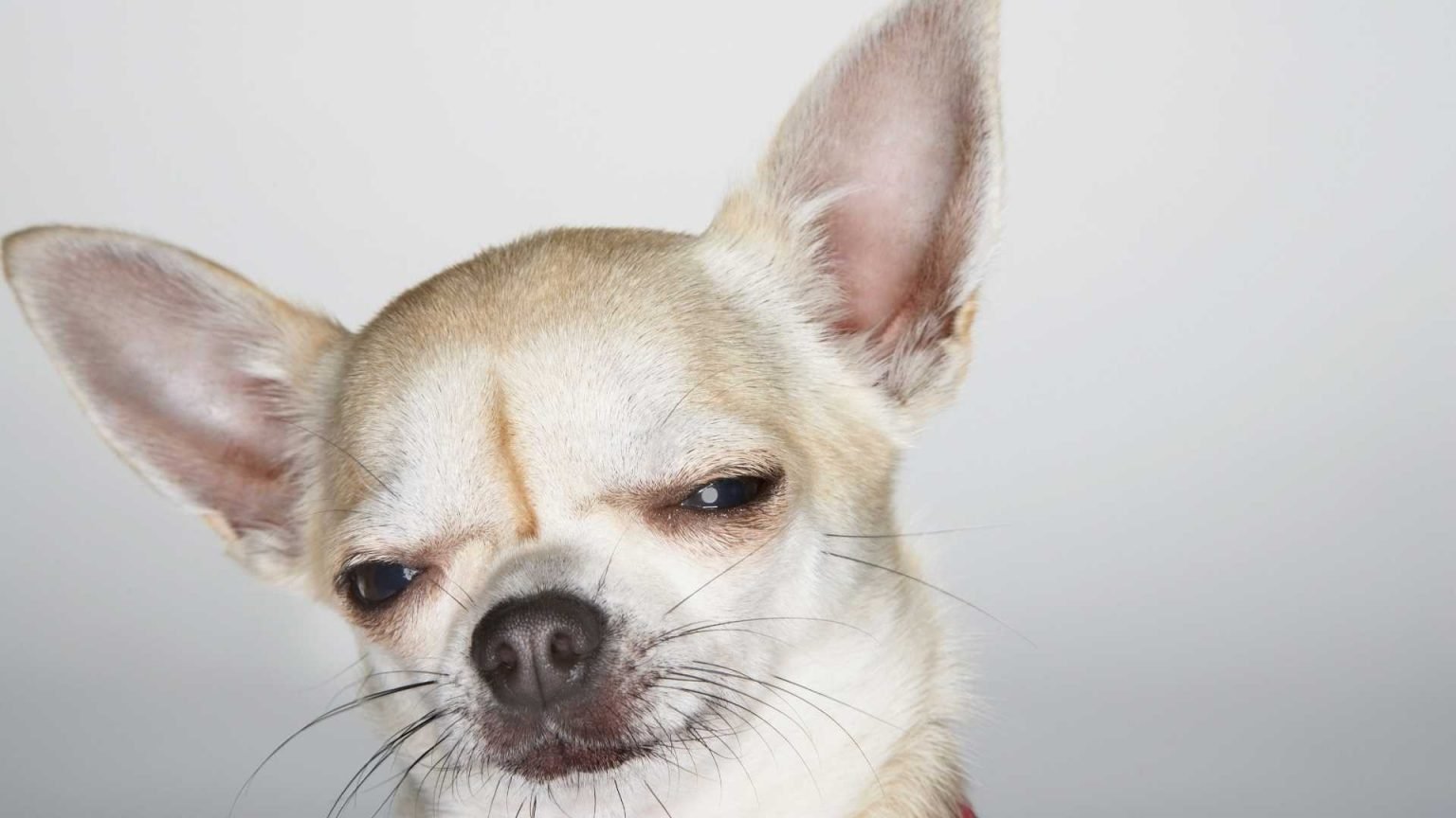 How Much Water Should A Chihuahua Drink A Day? [Hydration Guide