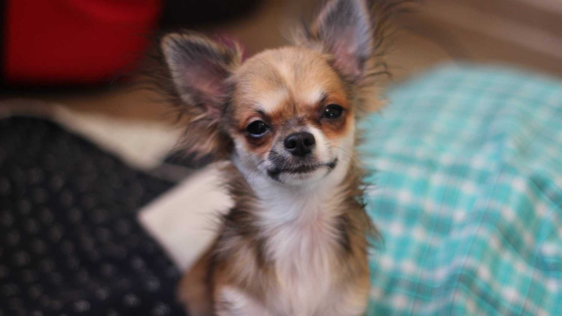 How Do You Know When Your Chihuahua Is Sick? [Must Know!] - AtractivoPets