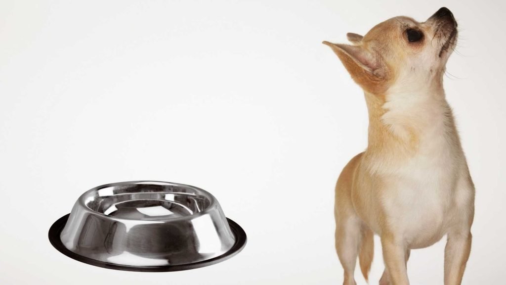 How to encourage your chihuahua to drink plenty of water