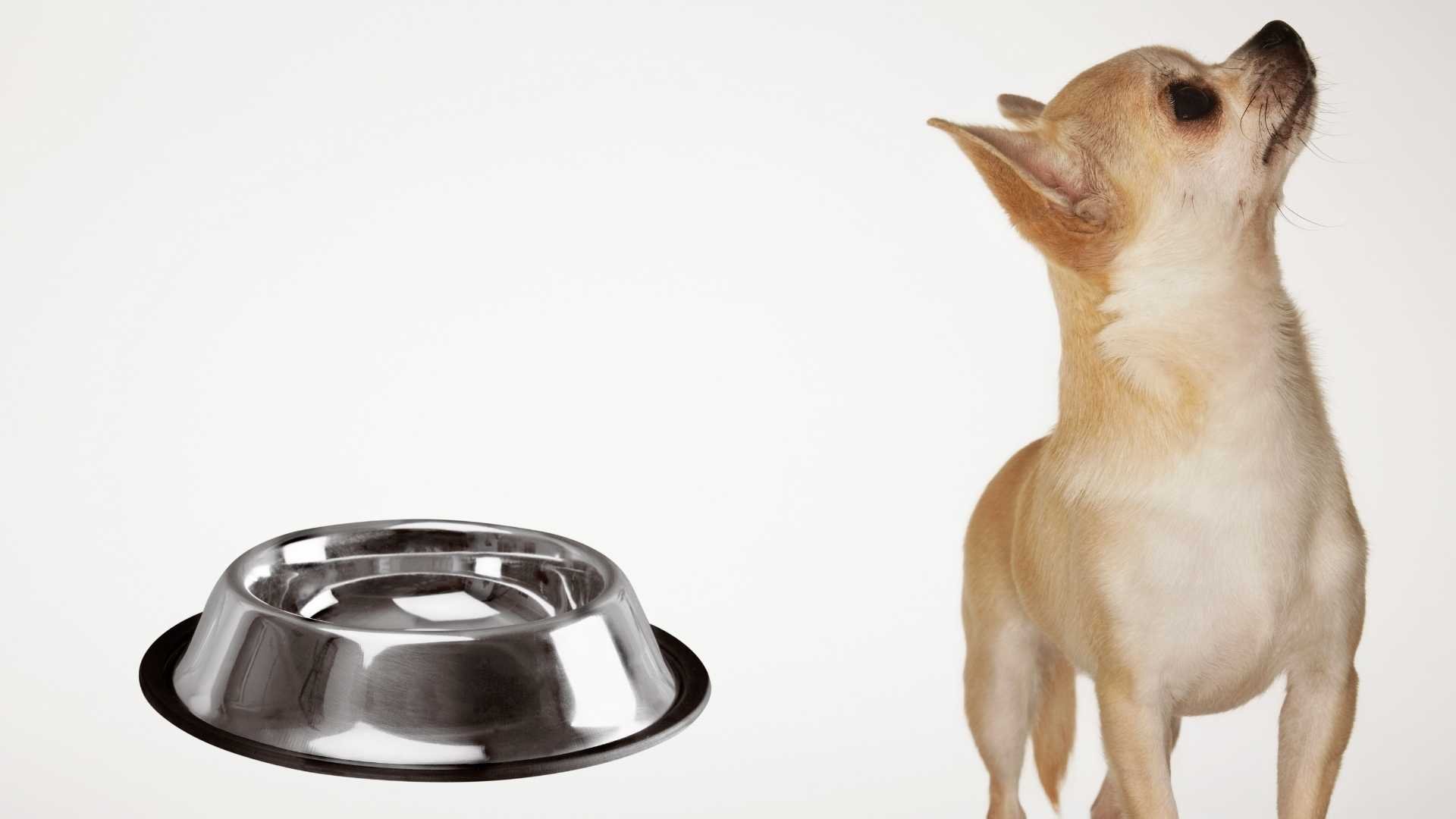 How Much Water Should A Chihuahua Drink A Day? [Hydration Guide