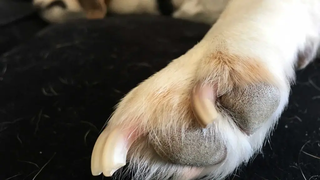 How to keep your chihuahuas nails healthy in the future