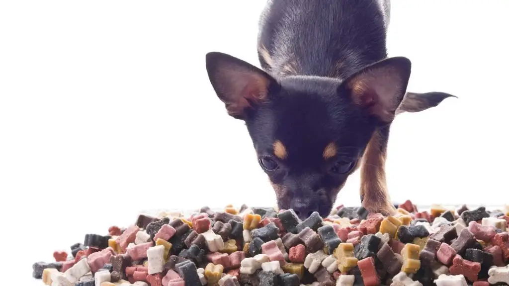 Upgrade to a Healthy Dog Food