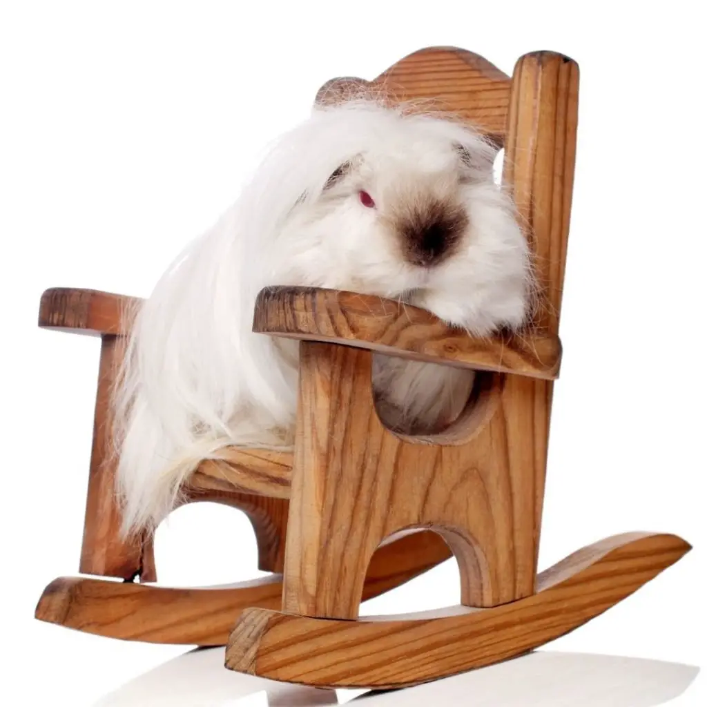 6 Ways to Entertain a Lonely Guinea Pig