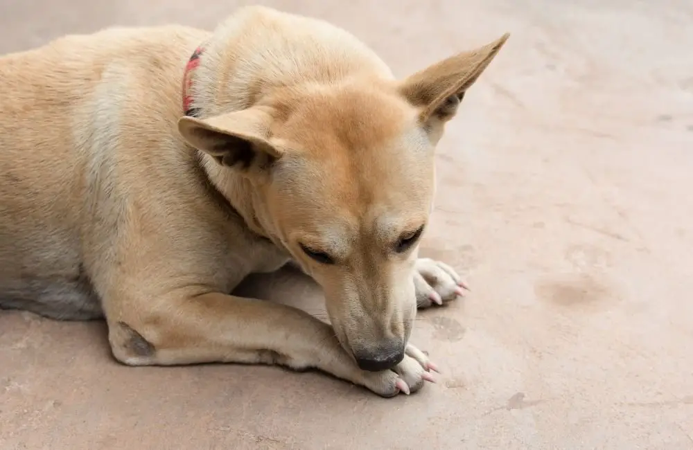 7 Boredom Preventing Tips For Your Dog