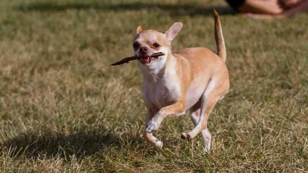 Play Games With Your Chihuahua