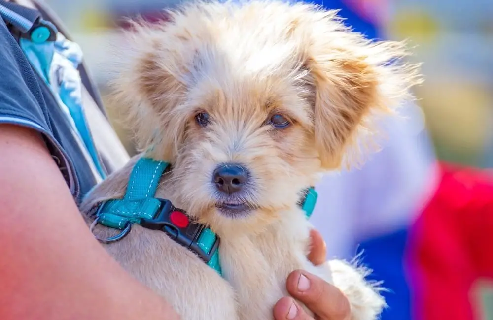 About the Wheaten Terrier Breed