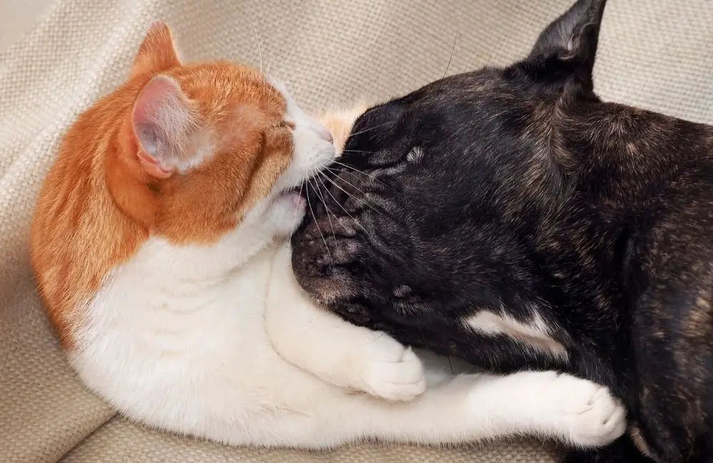 Are Bulldogs Good With Cats?