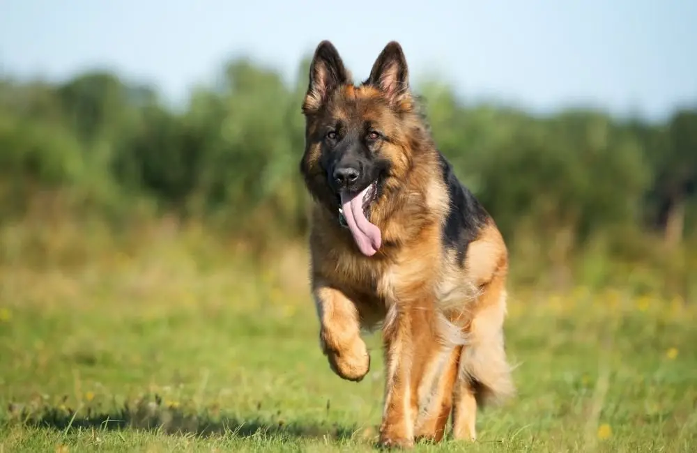 At What Age Do German Shepherds Become Energetic?