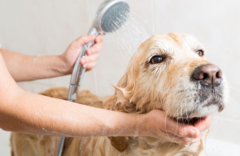 Bathing And Grooming Your Labrador (Complete Guide!)