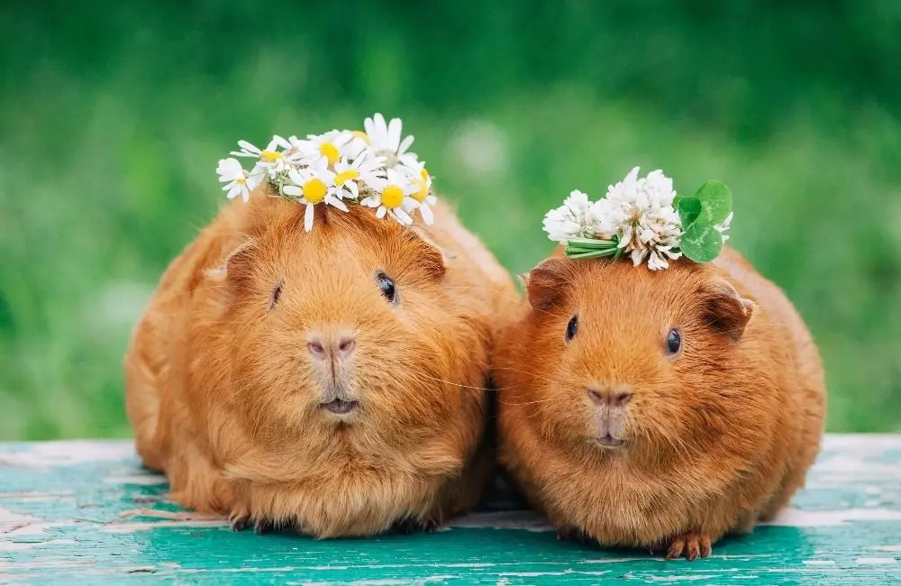 Behaviors which show that guinea pigs have bonded