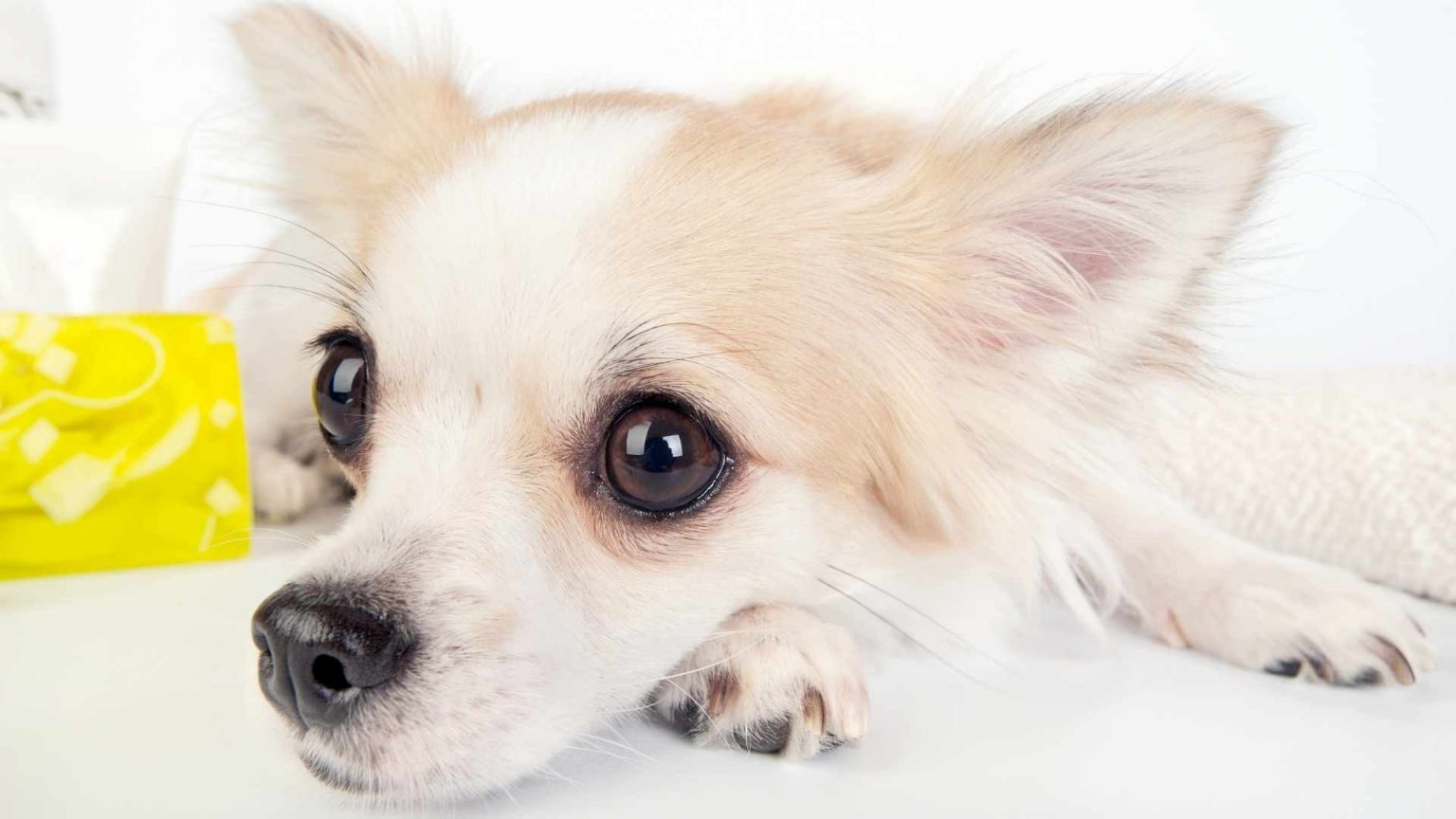 Can Chihuahuas Eat Carrots? [Feeding Guide!] AtractivoPets