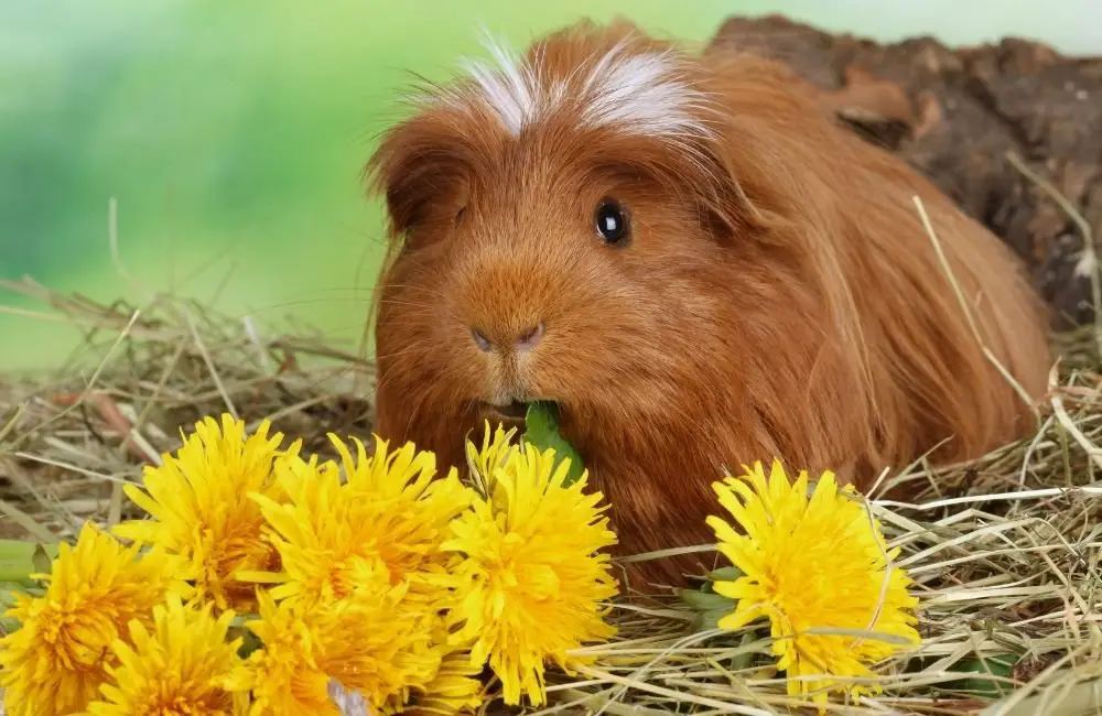 How often should I feed my Guinea Pig Dandelions?