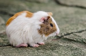 Can Guinea Pigs Live Alone