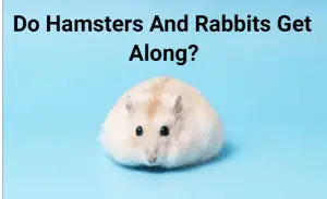 Can Hamsters Live Together In The Same Cage_ (1)