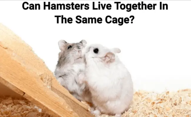 Can Hamsters Live Together In The Same Cage? Here’s What You Should Know