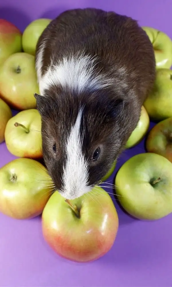 Can guinea pigs eat seeds?