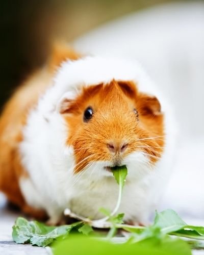 Can guinea pigs learn commands?