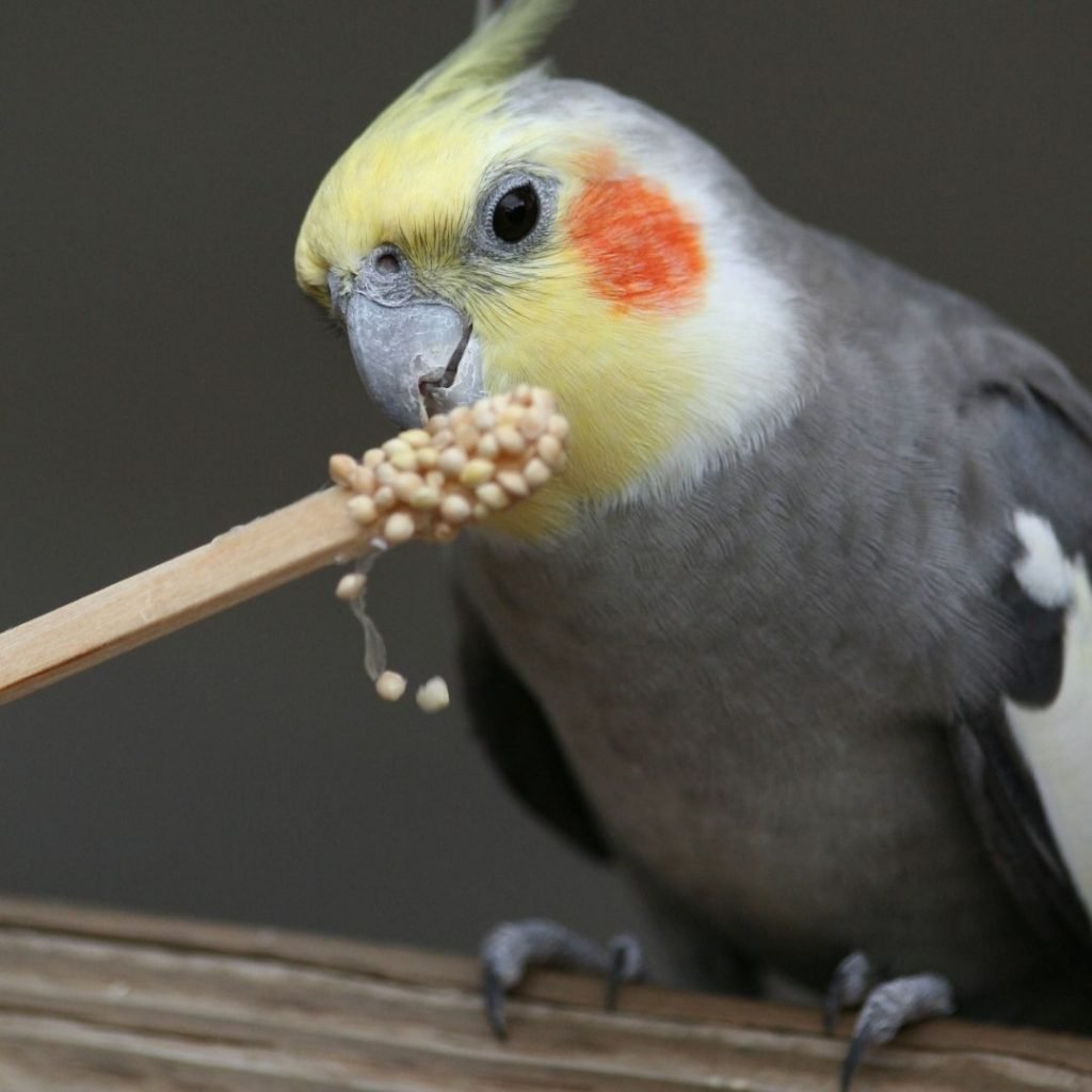 Cockatiels