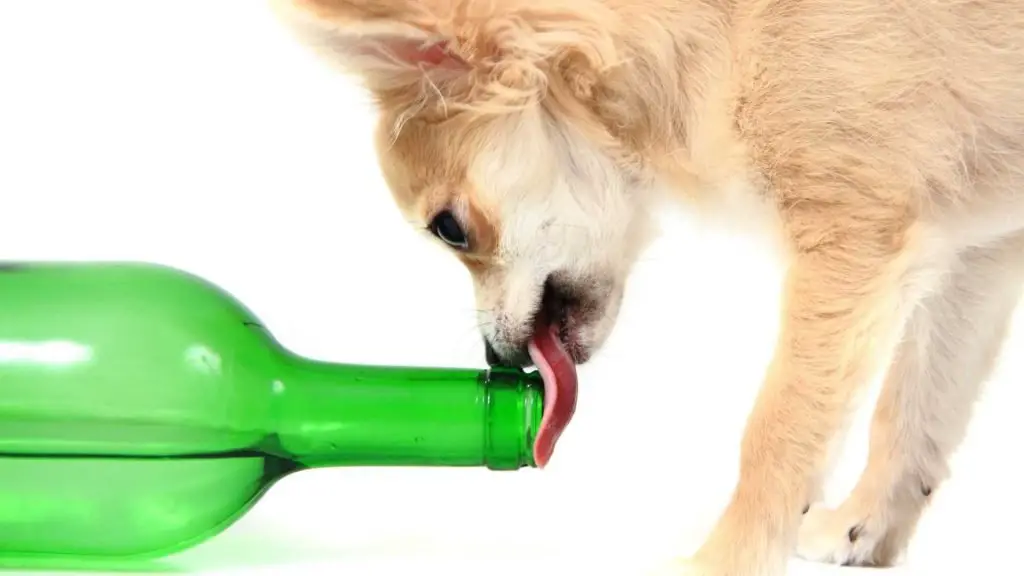 Why does my chihuahua need to be properly hydrated? 