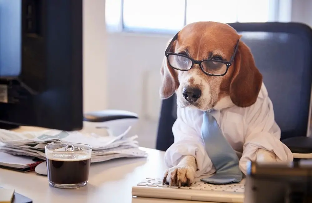 Do Beagles Make Good House Pets?