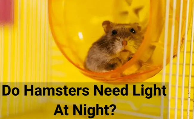 Do Hamsters Need Light At Night? Discover The Facts