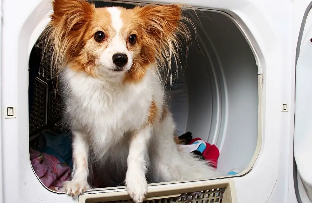 How will I know if my dog has ingested toxic substances such as dryer sheets?