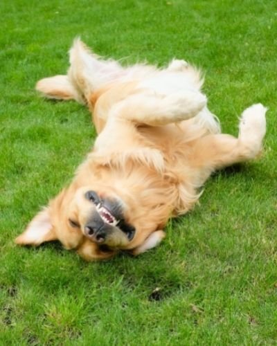 Dogs Roll In Grass