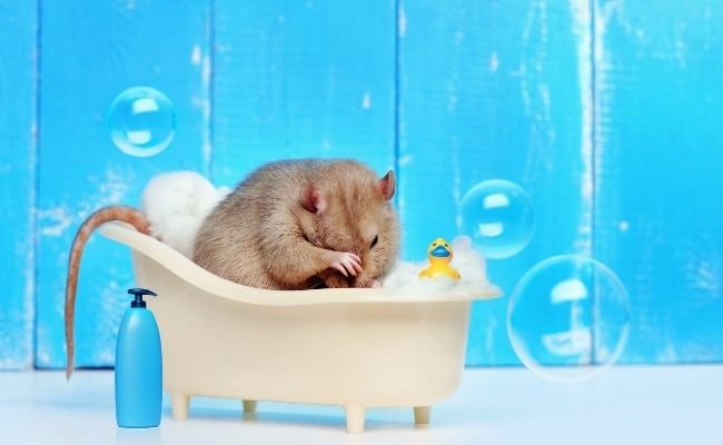 Don't Bathe Your Hamster