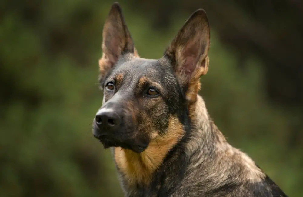 German Shepherd