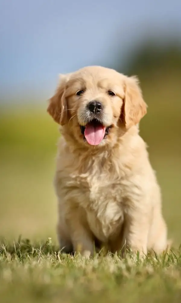 Golden Retriever