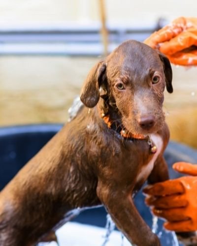 Grooming a Labrador