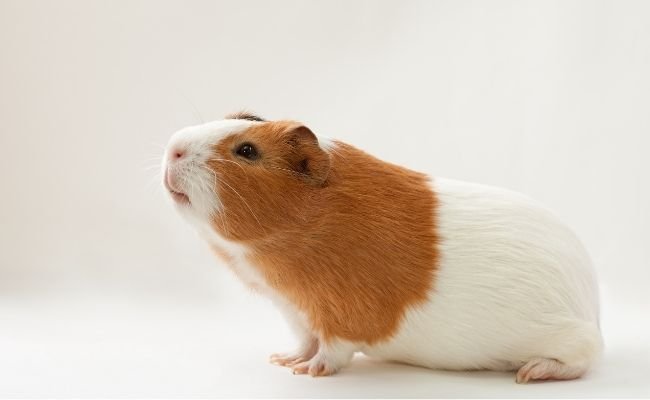 Guinea Pig