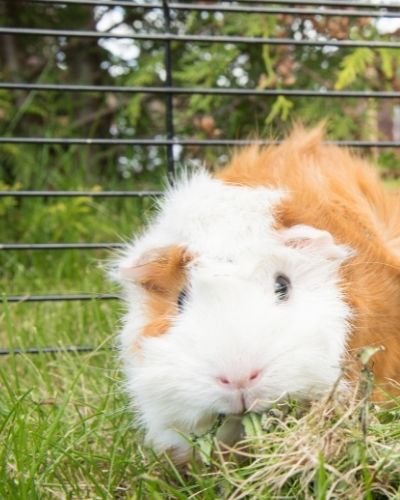 Guinea Pigs inside Cage