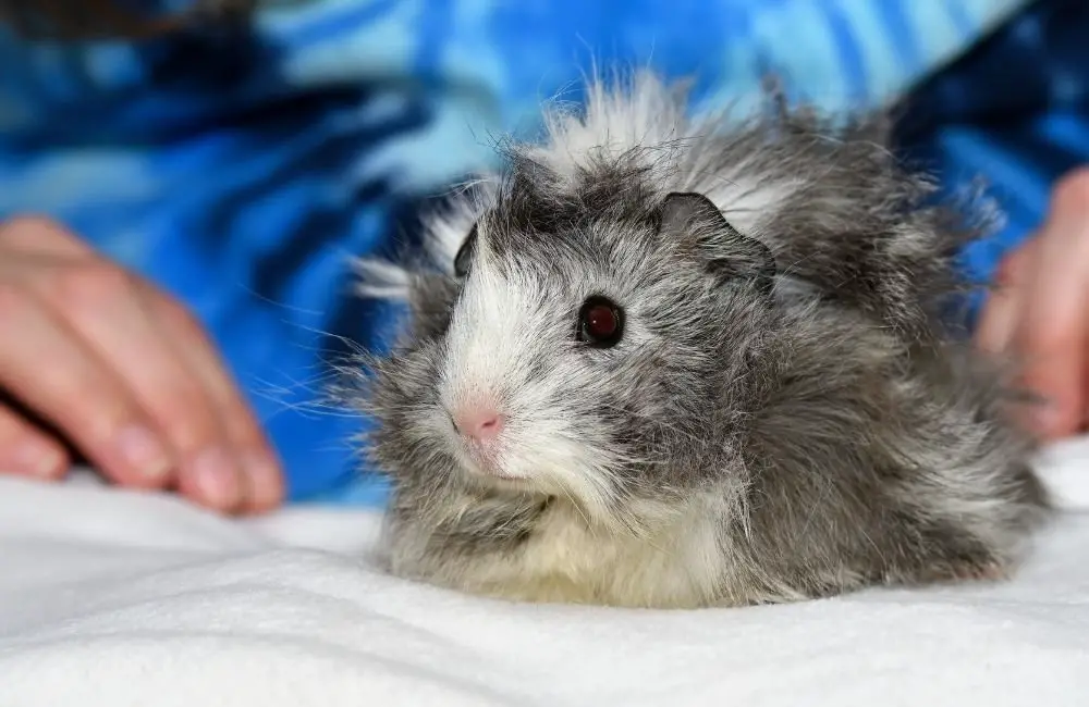 How to wash guinea pig blankets?