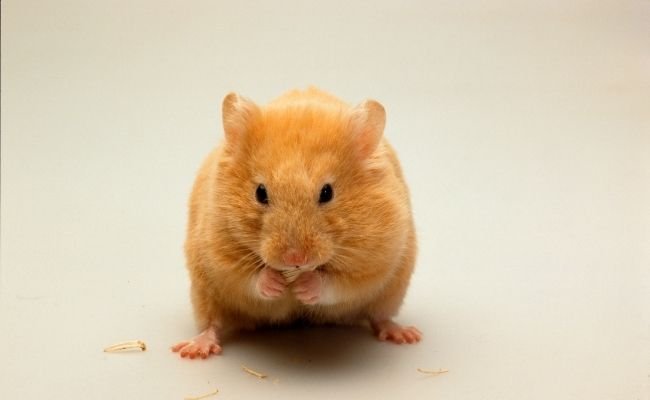 Hamster