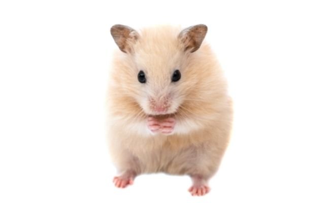 Hamster Death Prevention