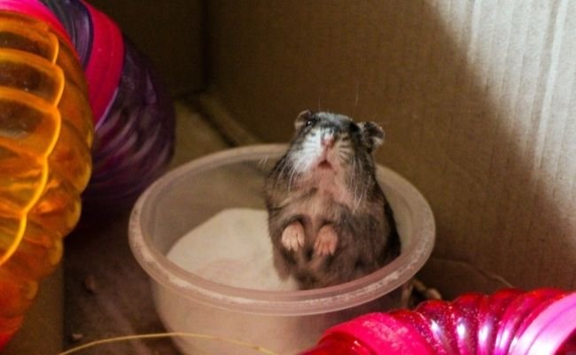 Hamster Sand Bathing