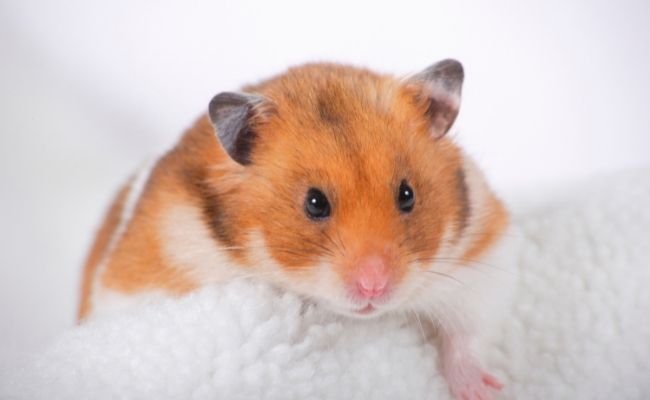 Hamster Waterless Cleaning