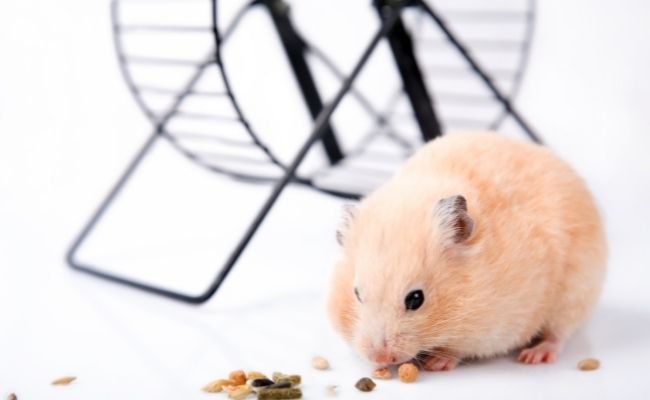 Healthy hamster food
