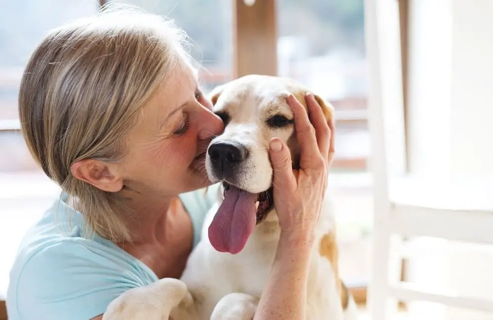 How Should You Give Tomatoes To Your Dog?