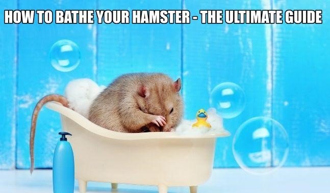How To Bathe Hamster