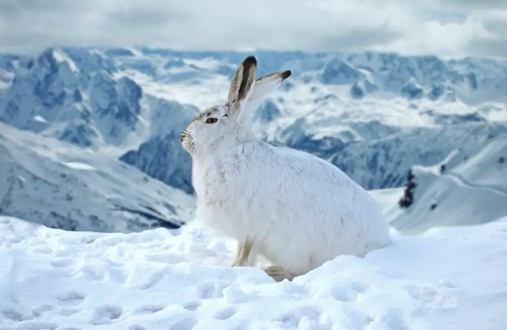 How cold is too cold for your rabbit?