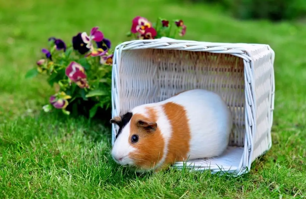 How to clean up a guinea pig's bottom