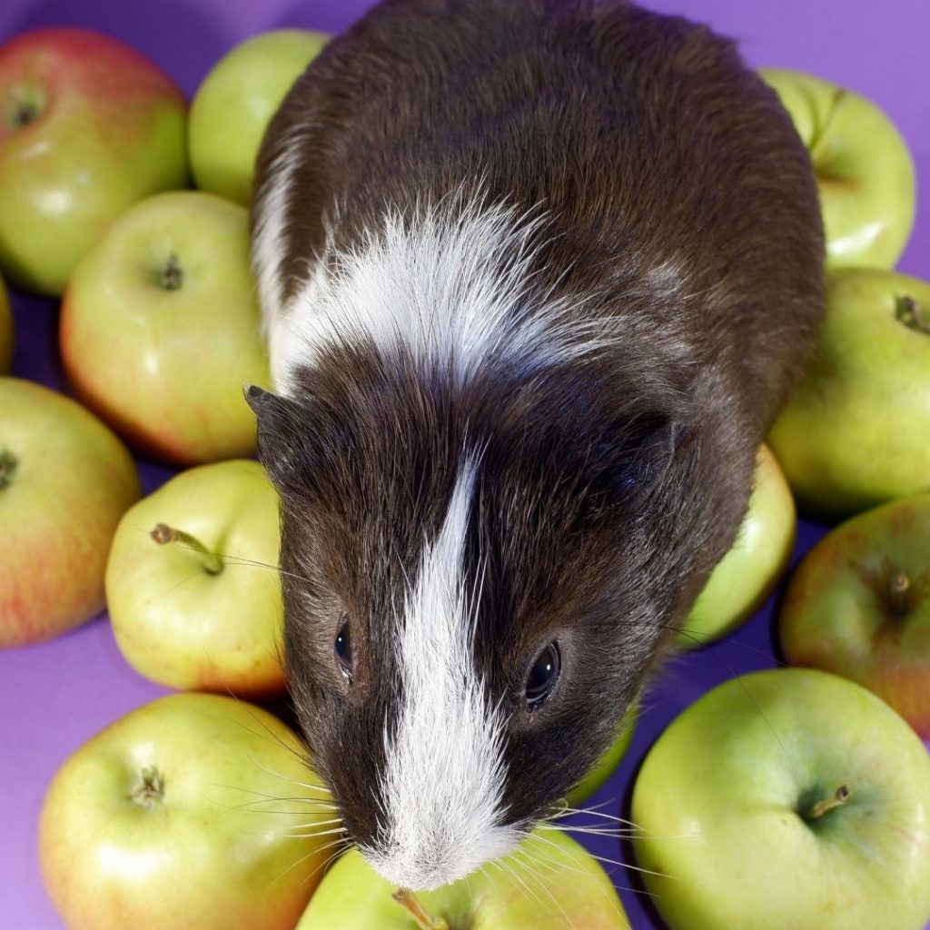 Hungry Guinea Pig