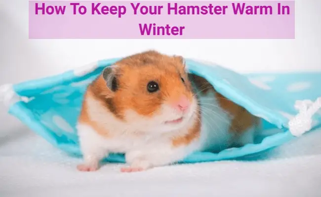 How To Keep Your Hamster Warm In Winter [It’s This Easy!]