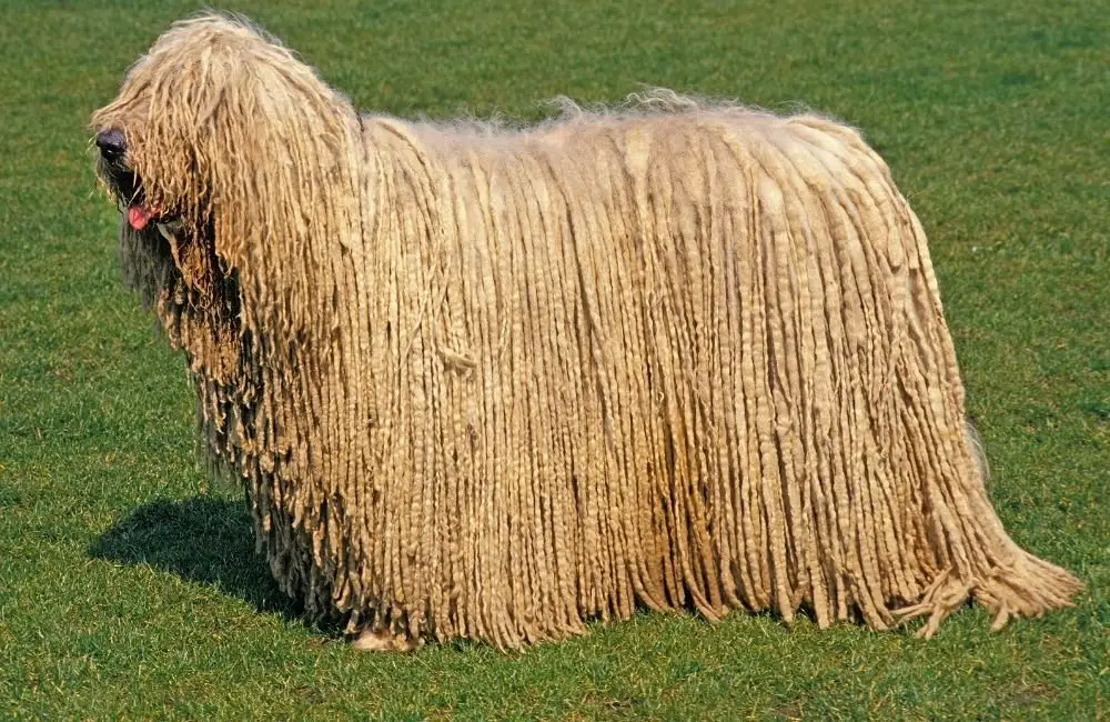 Komondor