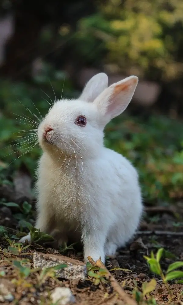 New Zealand Rabbits